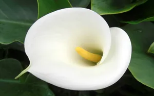 纯洁清新柔美的海芋花语图片_23