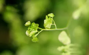 养眼护眼铁线蕨常绿草本植物