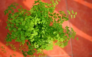 养眼护眼铁线蕨常绿草本植物