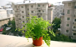 养眼护眼铁线蕨常绿草本植物_2