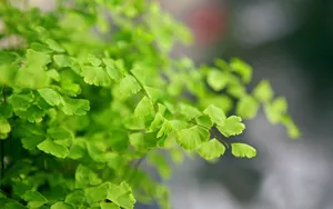 养眼护眼铁线蕨常绿草本植物_3