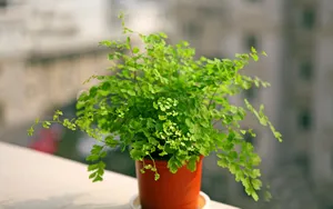 养眼护眼铁线蕨常绿草本植物_5