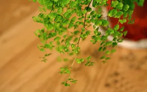 养眼护眼铁线蕨常绿草本植物_6