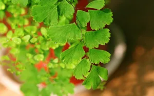 养眼护眼铁线蕨常绿草本植物_9