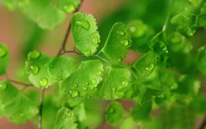 养眼护眼铁线蕨常绿草本植物_12