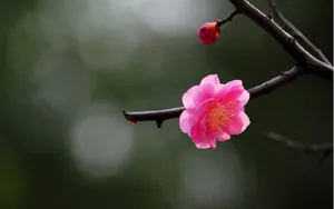 傲骨寒梅高清图片壁纸_4