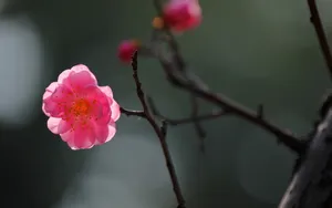傲骨寒梅高清图片壁纸_5