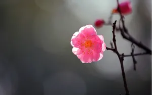傲骨寒梅高清图片壁纸_14