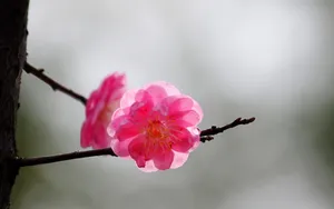 傲骨寒梅高清图片壁纸_15