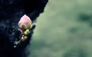 傲骨寒梅高清图片壁纸_18