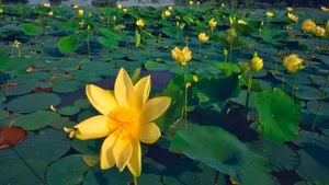 高清鲜花大图桌面壁纸_2