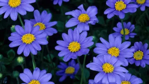 高清鲜花大图桌面壁纸_8