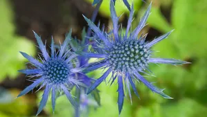 高清鲜花大图桌面壁纸_10