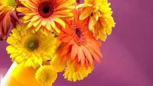 高清鲜花大图桌面壁纸_13