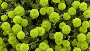 高清鲜花大图桌面壁纸_16