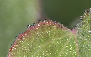 夏日清晨植物上的露珠壁纸