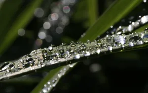 夏日清晨植物上的露珠壁纸_2
