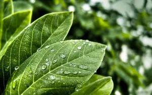 夏日清晨植物上的露珠壁纸_5