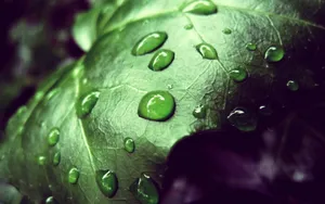 夏日清晨植物上的露珠壁纸_6