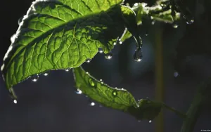 夏日清晨植物上的露珠壁纸_7