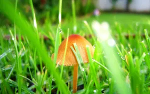 夏日清晨植物上的露珠壁纸_9