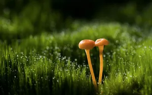 夏日清晨植物上的露珠壁纸_10