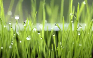 夏日清晨植物上的露珠壁纸_12