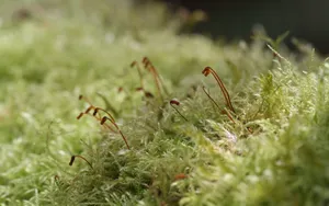 夏日清晨植物上的露珠壁纸_16