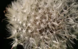 夏日清晨植物上的露珠壁纸_17