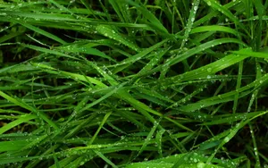 夏日清晨植物上的露珠壁纸_18