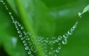 夏日清晨植物上的露珠壁纸_3