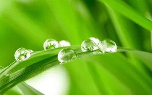 夏日清晨植物上的露珠壁纸_7