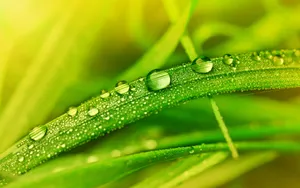 夏日清晨植物上的露珠壁纸_8