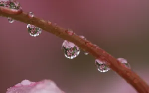 夏日清晨植物上的露珠壁纸_10