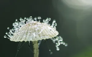 夏日清晨植物上的露珠壁纸_12