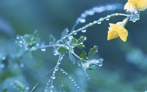 夏日清晨植物上的露珠壁纸_15