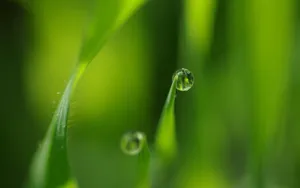 夏日清晨植物上的露珠壁纸_17