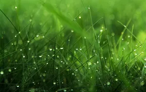 夏日清晨植物上的露珠壁纸_18