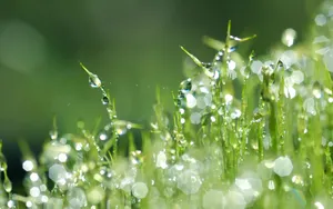 夏日清晨植物上的露珠壁纸_19
