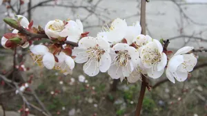 洁白的杏花图片桌面壁纸