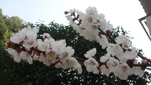 洁白的杏花图片桌面壁纸_2