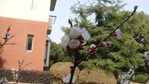 洁白的杏花图片桌面壁纸_6