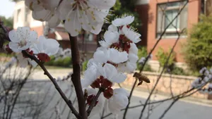 洁白的杏花图片桌面壁纸_7