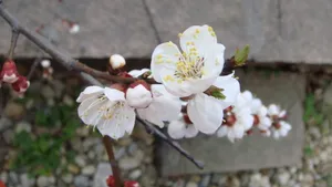 洁白的杏花图片桌面壁纸_9