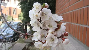 洁白的杏花图片桌面壁纸_12