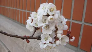 洁白的杏花图片桌面壁纸_13