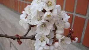 洁白的杏花图片桌面壁纸_15