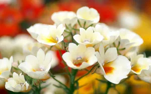 色彩艳丽的鲜花特写图片壁纸