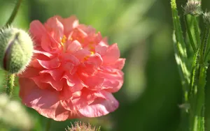 色彩艳丽的鲜花特写图片壁纸_2