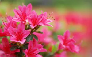 色彩艳丽的鲜花特写图片壁纸_3